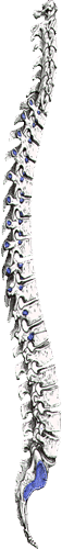 Spine